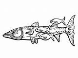 Coloring Barracuda Fishes sketch template