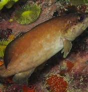 Afbeeldingsresultaten voor "rypticus Saponaceus". Grootte: 176 x 185. Bron: www.snorkeling-report.com