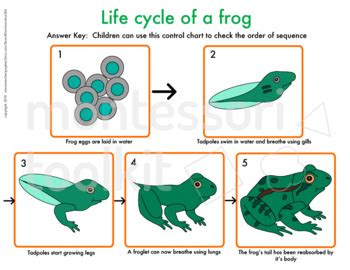 life cycle   frog montessori printables sequencing activity