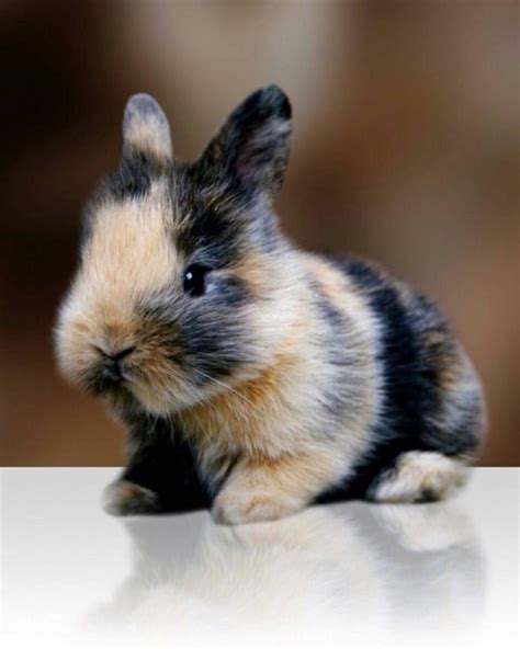 il est tellement adorable cuuuuute 😻🤤🐶🐱🐭🐹🐰🦊 cute bunny pictures