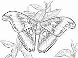 Moth Colorear Realistas Atlas Realista Mariposa Butterfly Butterflies Insects sketch template