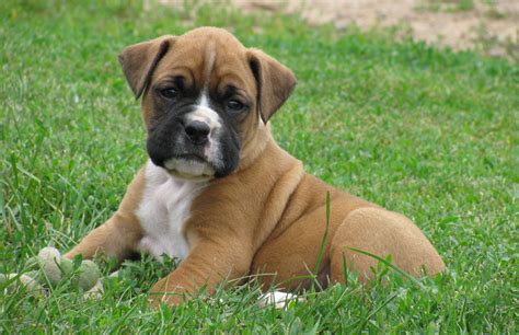 boxer dog  big dog breeds