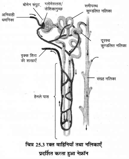 Rbse Solutions For Class 12 Biology Chapter 25 मानव का उत्सर्जन तंत्र 3