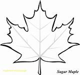 Leaf Maple Coloring Template Printable sketch template