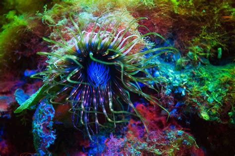 corals glow  spectacular colours   fluo dive lights