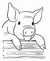 Pig Coloring Pages Printable Kids Gif sketch template