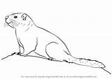 Marmot Draw Yellow Step Drawing Bellied Rodents Tutorials Drawingtutorials101 sketch template
