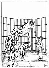 Circus Coloring Tigers Pages Tiger Cirque Animal Hellokids Color Choose Board Books Print sketch template