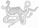 Octopus Zentangle Poulpe Squid Verbnow Visit Intricate Stylized sketch template