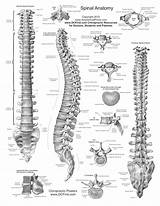 Anatomy Spine Printable Charts Spinal Physiology Human Chart Reflexology Body Drawing Study Pdf Acupuncture Posters Vertebrae Cord Health Diagram Handouts sketch template