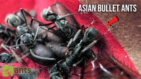 I Found An Asian Bullet Ant Colony In My Trash Youtube