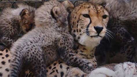 cheeta kate adopteert drie welpjes nog nooit meegemaakt rtl nieuws