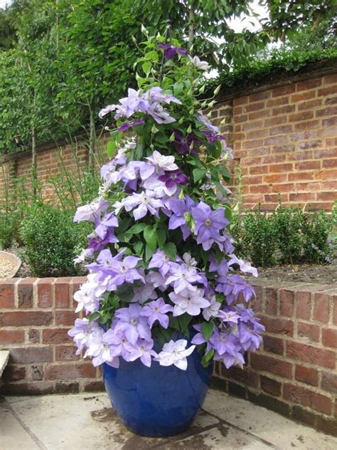 Container Gardening Tips For Growing Beautiful Clematis