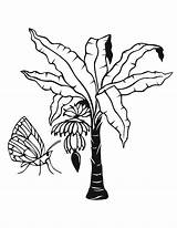 Jungle Coloring Pages Tree Drawing Awesome Leaves 2o Getdrawings Template Cute Plants sketch template