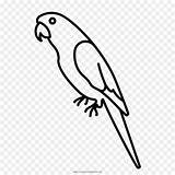 Parrot Papagaio Loro Macaw Pappagallo Colorear Colorare Papagei Burung Beo Disegni Facil Mewarnai Parrots Parakeet Loros Macaws Vertebrate Scarlet Malvorlage sketch template