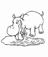 Coloring Pages Kids Hippopotamus Hippo sketch template