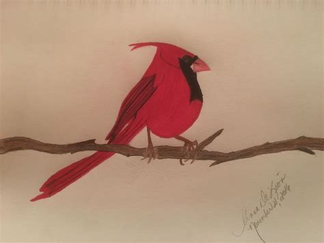 drawing cardinal bird cardinal birds bird drawings