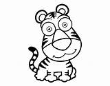 Sumatran Tiger Coloring Coloringcrew sketch template