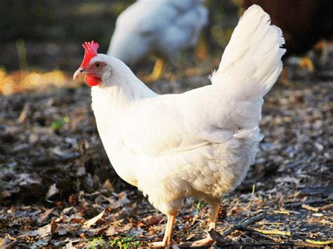 10 Best Egg Laying Chicken Breeds Up To 300 Per Year