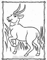 Gazelle Coloring Pages sketch template