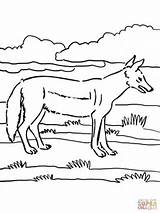 Jackal Coloring Pages Supercoloring Drawing Printable sketch template