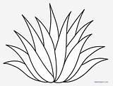 Agave Aloe Cactus Leaf Kindpng Neem Jing Pngkey sketch template