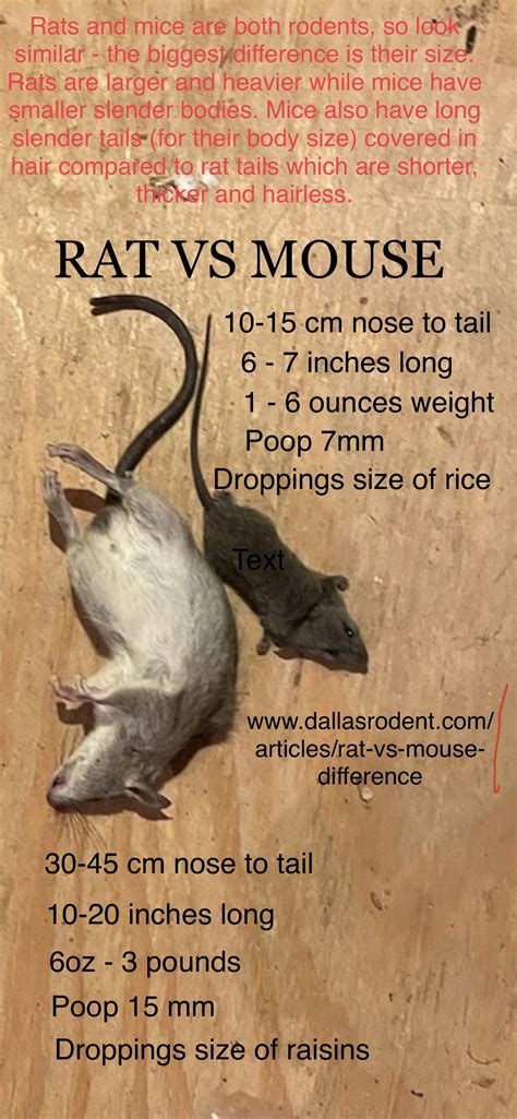 rat  mouse pictures size poop behavior    difference