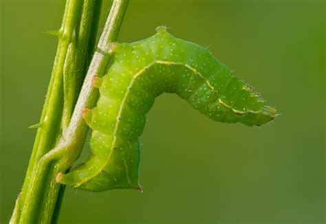 green caterpillar identification guide  common types owlcation