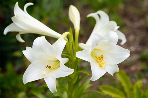 types of white lilies design talk