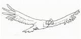 Condor Andes Huemul Cóndor Volando Andino Andean Aves Peligro Resultado sketch template