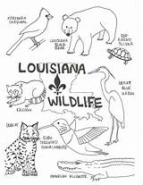Coloring Pages Swamp Animals Bubakids Thousands Relation Internet Through sketch template