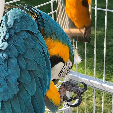 african grey parrot birds  sale orange county ca