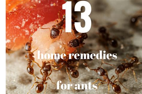 Home Remedies For Ants