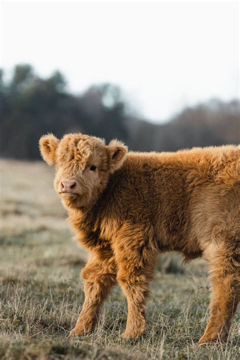 scottish highland cows adorable fluffy long haired  facts