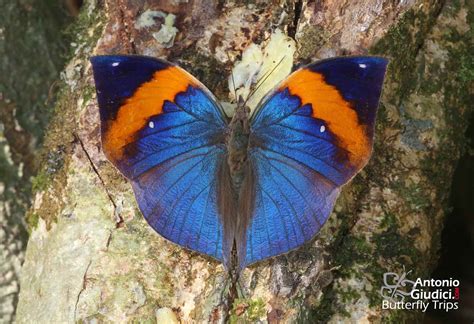 kallima limborgi limborgi  thai butterfly trips