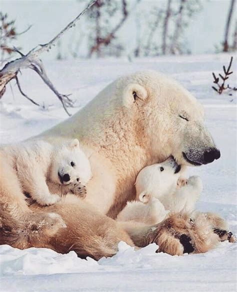 pin  evelien van roon  liefdesdingen baby polar bears polar bear