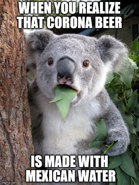 surprised koala meme imgflip
