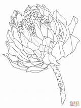 Protea Coloring Pages Flower Printable Drawing Supercoloring Colouring Outline Drawings Flowers Sketches Crafts Categories Choose Board 300px 92kb sketch template