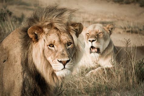 lion  queen stock image image  south lioness