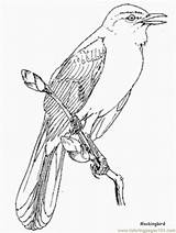 Mockingbird Kookaburra Nene Dxf sketch template