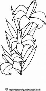 Easter Coloring Flowers Pages Lily Nature sketch template