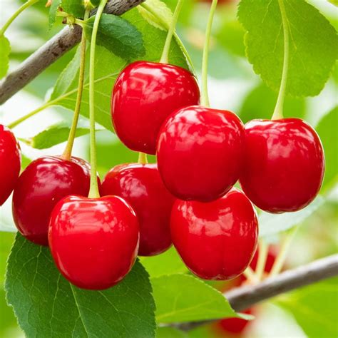 Wowza Dwarf Cherry Tree Buy Fruit Trees Spring Hill Nurseries