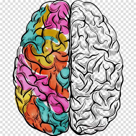 clipart brain illustration picture  clipart brain illustration