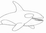 Orca Whale Getdrawings Futurama Davemelillo sketch template