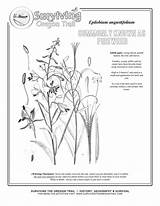 Fireweed Edible Coloring Wild Angustifolium Epilobium sketch template