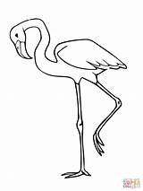Flamingo Coloring Pages Bird Pink Flamingos Printable Drawing Simple Kids Animal Colouring Color Printables Popular Print sketch template