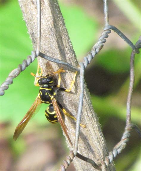 bug eric wasp wednesday european paper wasp