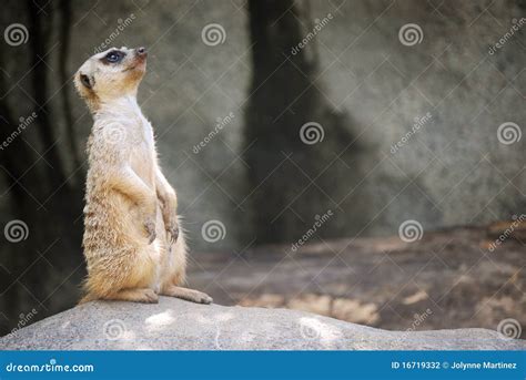 meerkat stock photo image  suricate african mammal