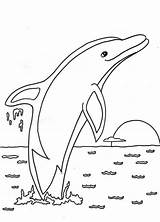 Golfinho Pulando Desenho Dolphin sketch template