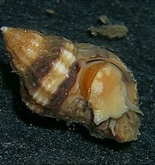 Afbeeldingsresultaten voor Amerikaanse oesterboorder. Grootte: 174 x 185. Bron: www.beachexplorer.org